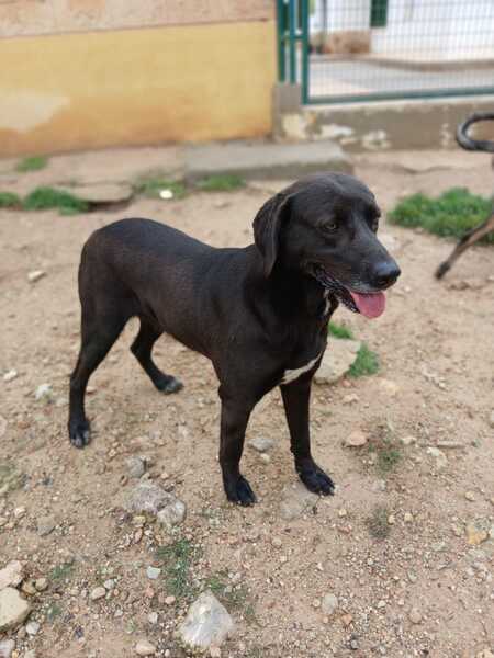 Adopter Kayu