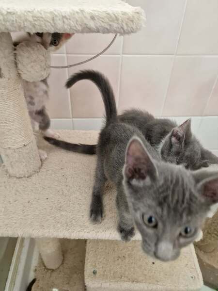 Adopter Boogie