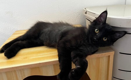 Adopter BONGO