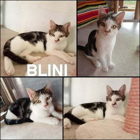 Adopter BLINI