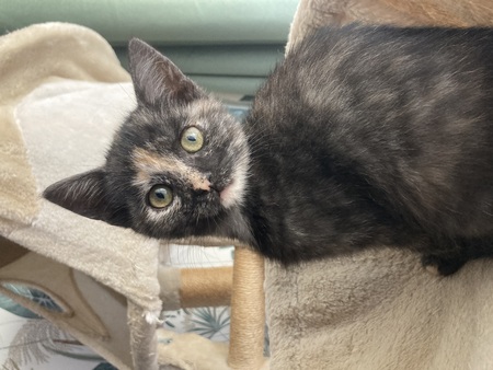Adopter Bahya