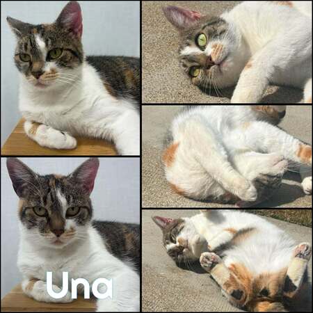 Adopter UNA