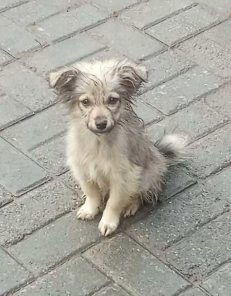Adopter Bolivia