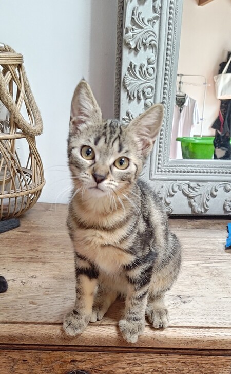 Adopter BLUE et BOBBY
