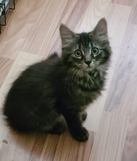 Adopter Rhéa