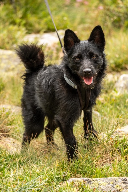 Adopter SEVEN 