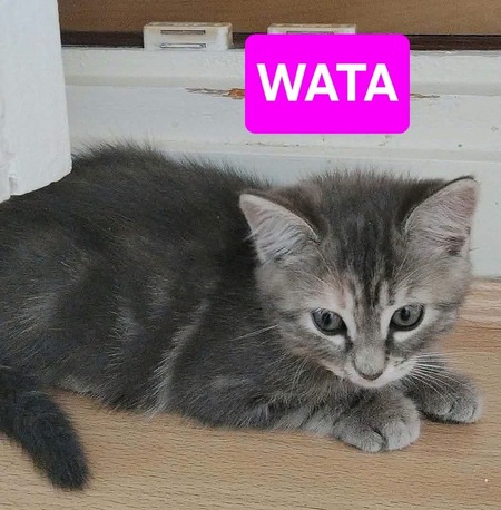 Adopter Wata et Akari