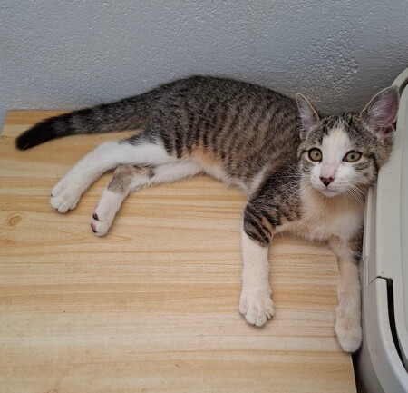 Adopter BELETTE