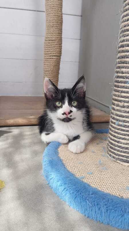 Adopter MENTHE