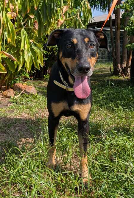 Adopter Kobe