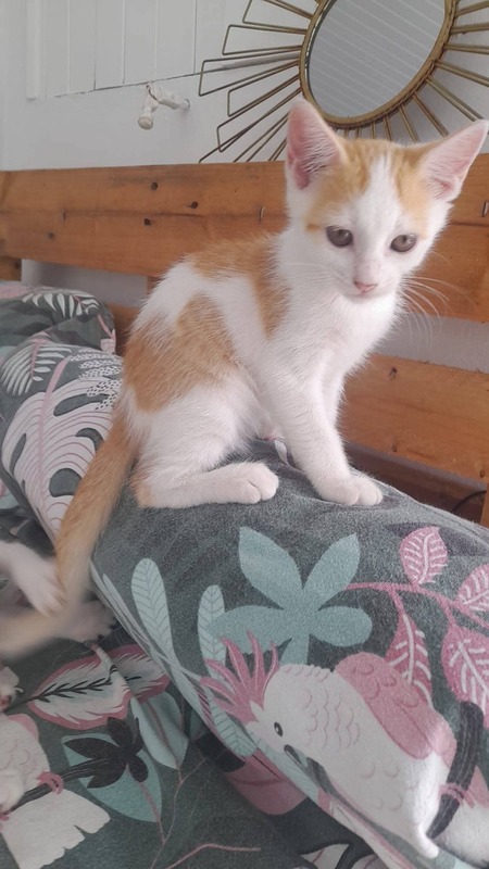 Adopter Billie