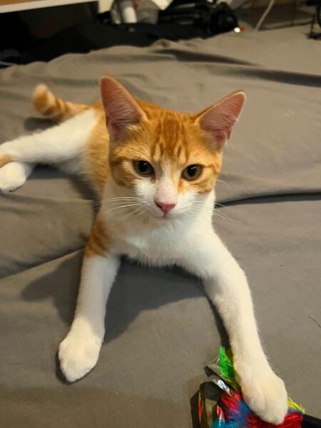 Adopter Charly