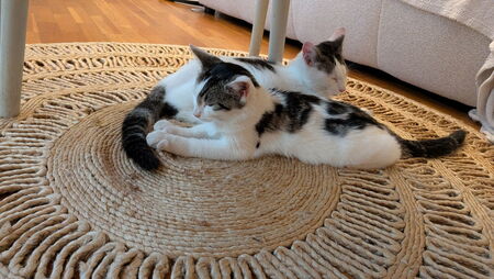 Adopter Baloo et Bianca 