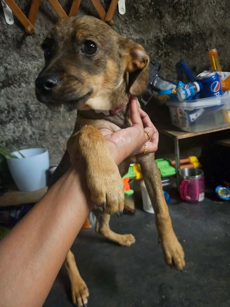 Adopter Balto