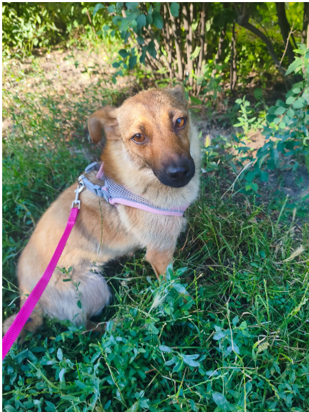 Adopter MIA, de Ukraine à adopter!