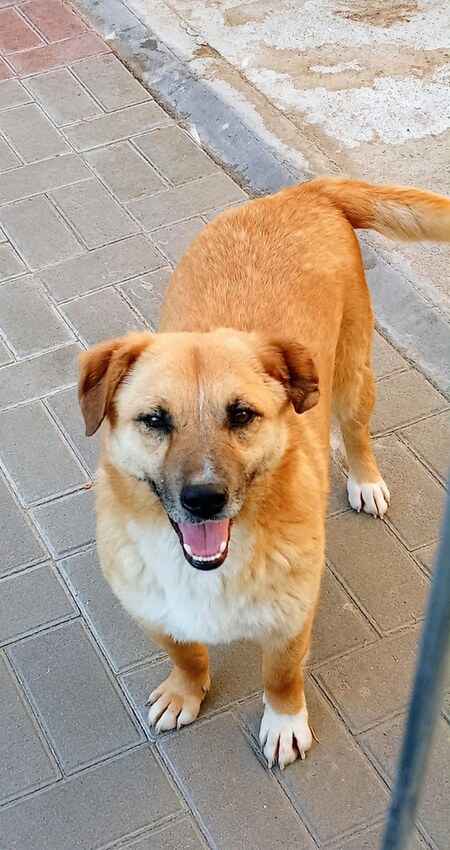Adopter Zino