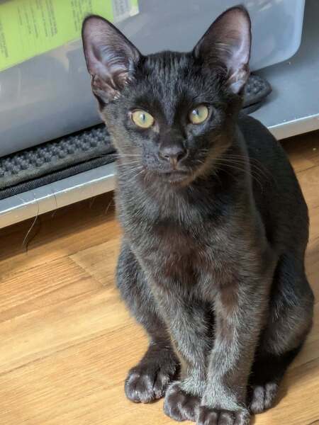 Adopter BATMAN