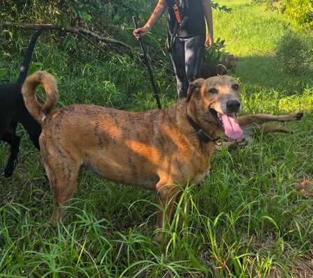Adopter browny