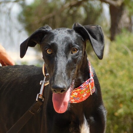 Adopter Zaniah