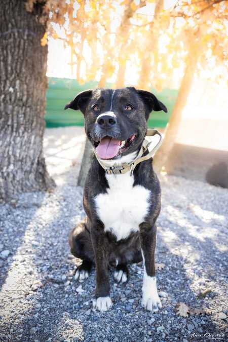Adopter Echo