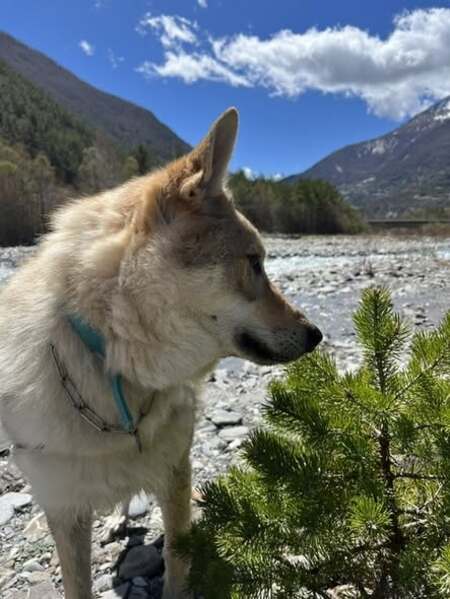 Adopter Olven
