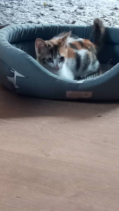 Adopter LOTUS