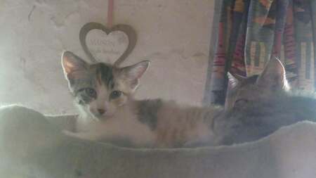 Adopter CARRIE