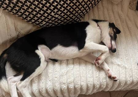 Adopter Zigzag