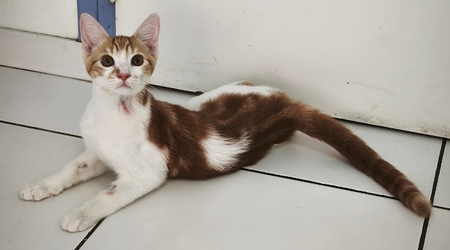 Adopter Kiwi 