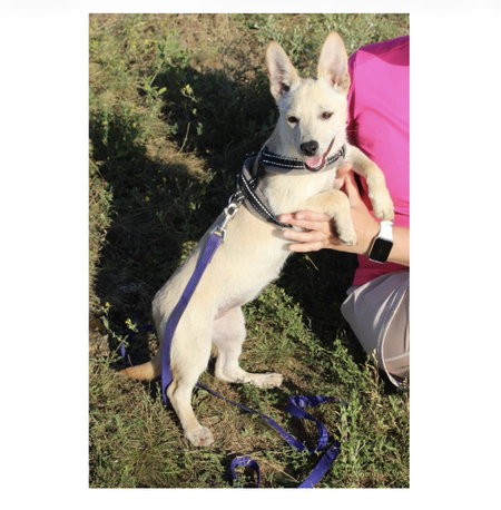 Adopter NICOLE, chien de Ukraine!