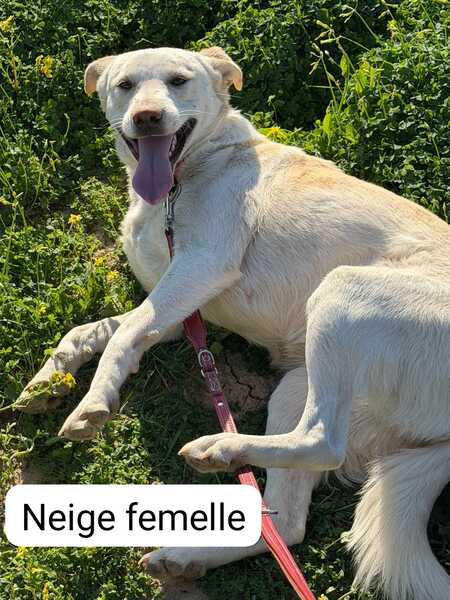 Adopter Neige