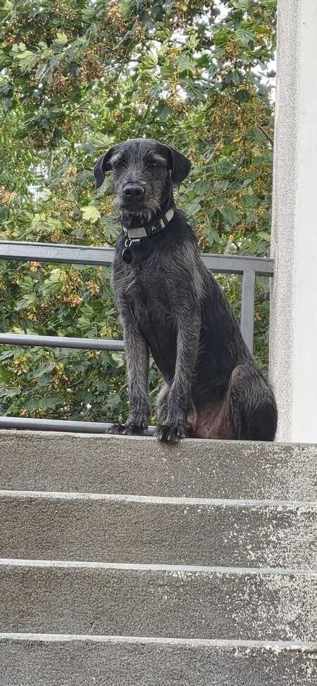 Adopter Drake