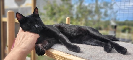 Adopter Arte