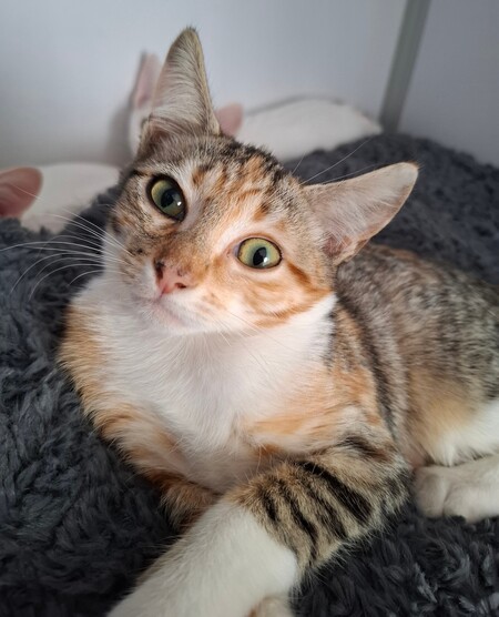 Adopter BACCARA
