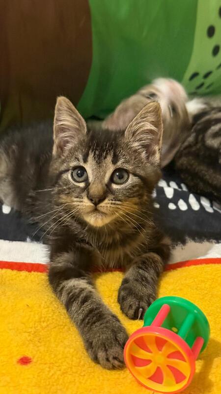 Adopter Titusse