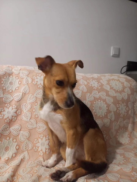 Adopter Kika