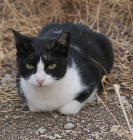 Adopter Chipie