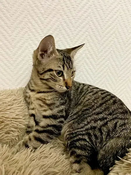 Adopter Alto
