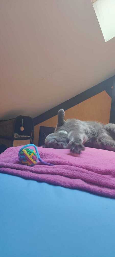 Adopter Aegir 