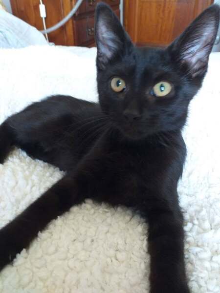 Adopter BREX