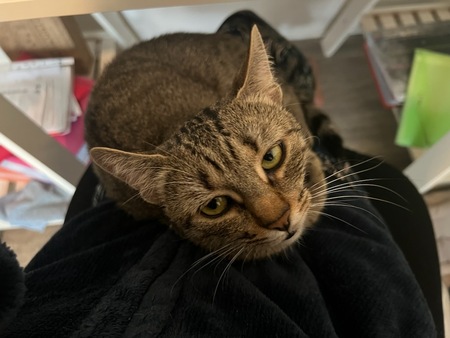 Adopter Kittie 