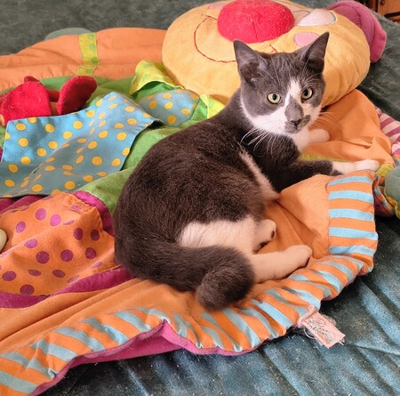Adopter Zèbre