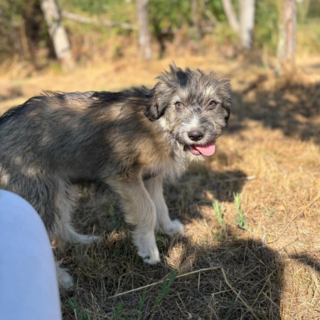 Adopter BOSI