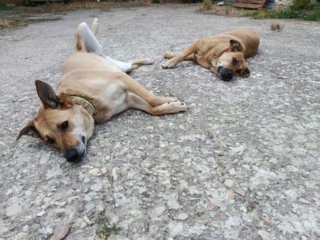 Adopter MIA