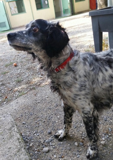 Adopter Papy Paco