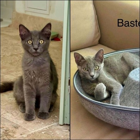 Adopter SMOCKY et BASTET