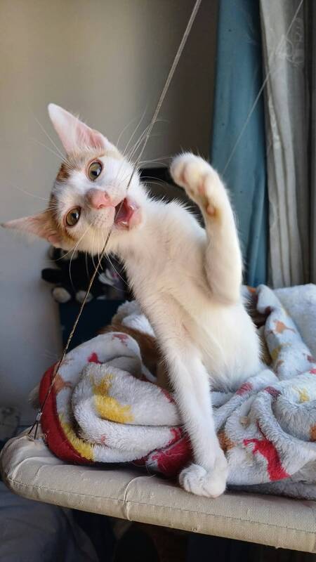 Adopter Flipper 