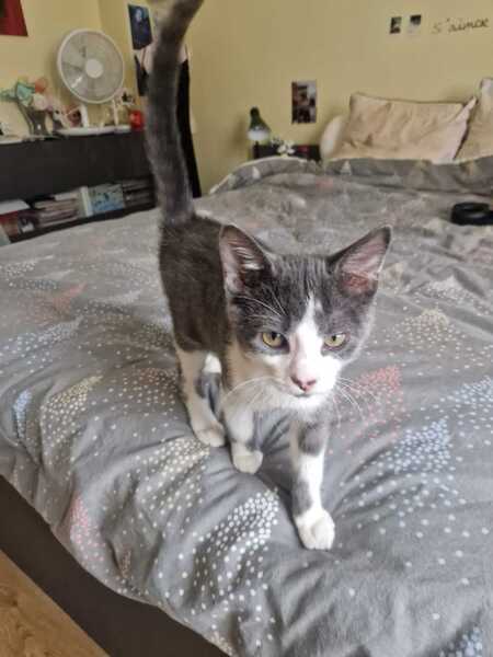 Adopter Léon