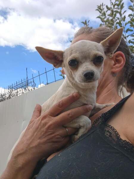 Adopter Lolita