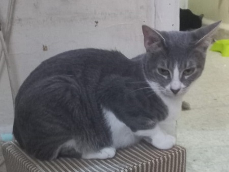 Adopter Gretel